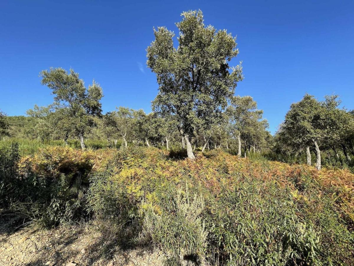 La Albergueria Complejo Rural Cañamero Dış mekan fotoğraf
